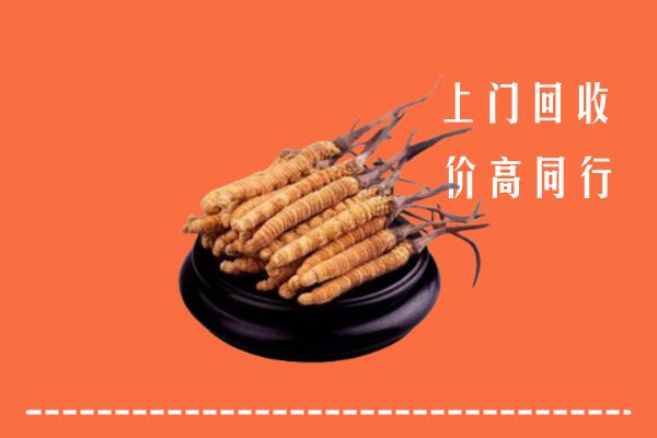 附近收购：兰州冬虫夏草回收多少钱每克